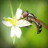 /album/pazipnavung/photolia-a02-jpg/