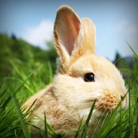 /album/pazipnavung/photolia-a03-jpg/