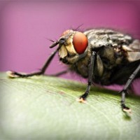 /album/pazipnavung/photolia-a08-jpg/